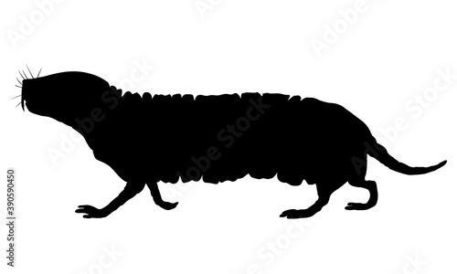 Naked mole rat. Black drawing silhouette image.