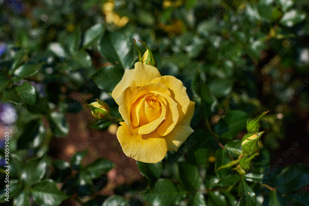 Yellow rose in the garden. Nature background. Yellow rose in the garden. Nature background.