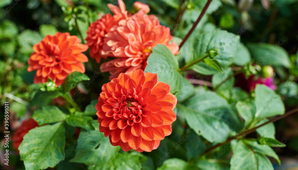 Flowers with petals in various tones of red or pink color. August colorful background. View of multicolor dahlia. Beautiful dahlia on green background. Summer flowers. Flowers with petals in various tones of red or pink color. August colorful background. View of multicolor dahlia. Beautiful dahlia on green background. Summer flowers.