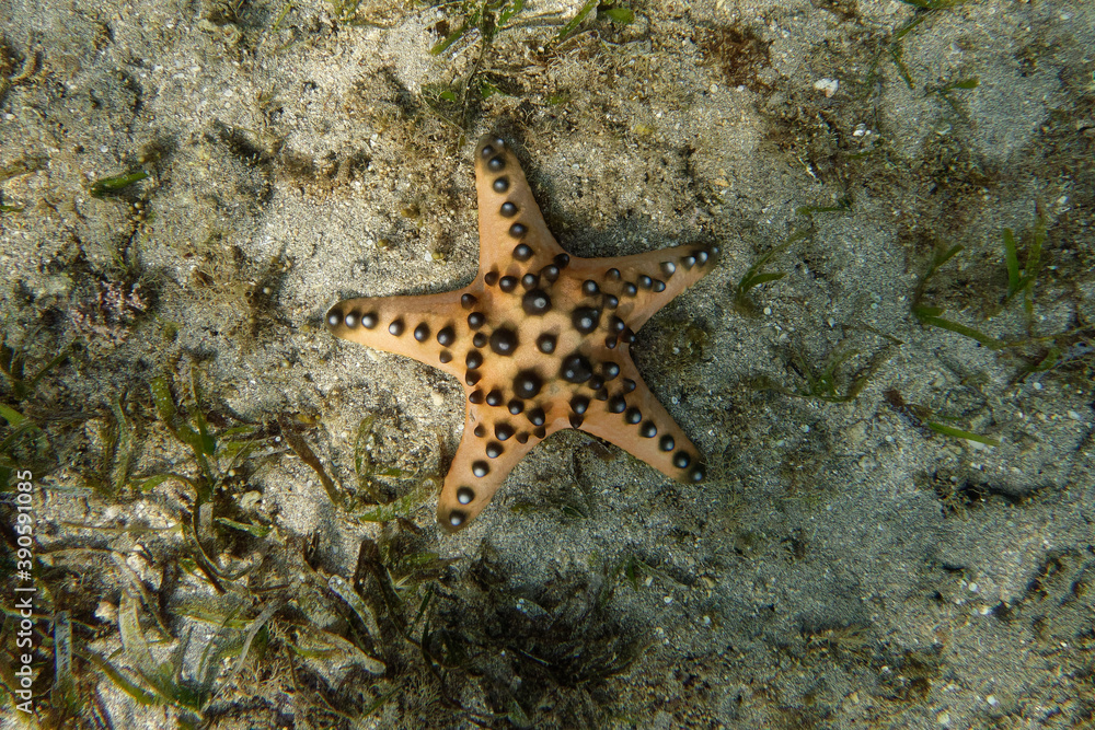 Horned sea star or Chocolate chip sea star (Protoreaster nodosus), Bunaken Island, Sulawesi, Indonesia Horned sea star or Chocolate chip sea star (Protoreaster nodosus), Bunaken Island, Sulawesi, Indonesia