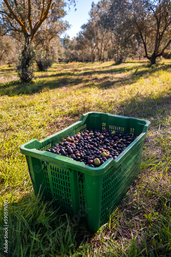 Raccolta stagionale delle olive in Italia  photo