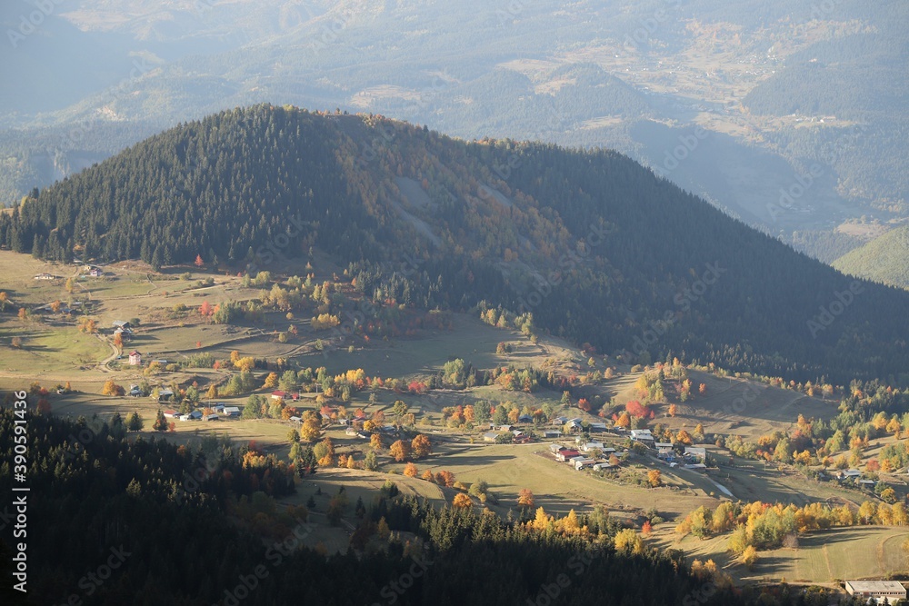 green fir trees in yellow and red colored autumn mountain forest.artvin green fir trees in yellow and red colored autumn mountain forest.artvin