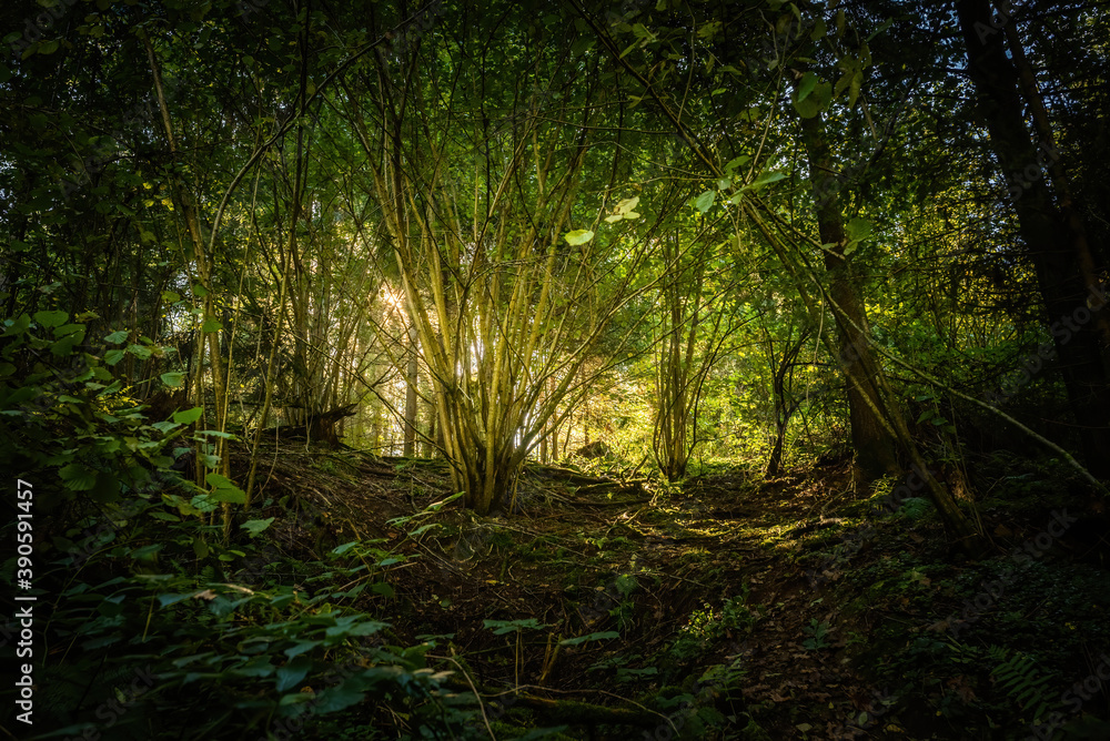 Obraz premium Forest view on sunny summer day. Nature concept