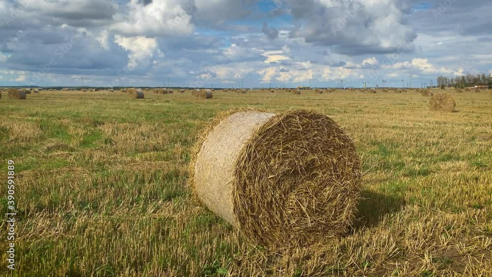 Rolls of haystacks on the field. Landscape with twisted haystacks in the field. Agriculture Concept. Rolls of haystacks on the field. Landscape with twisted haystacks in the field. Agriculture Concept.