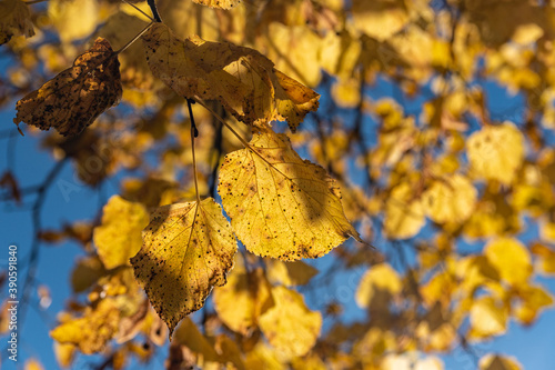 Colorful backround image of autumn leaves on a tree perfect for seasonal use