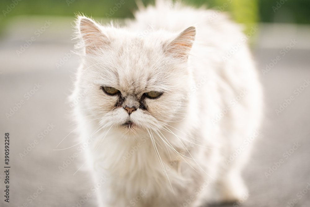 White persian cat with black Tear Stains under eyes. White persian cat with black Tear Stains under eyes.