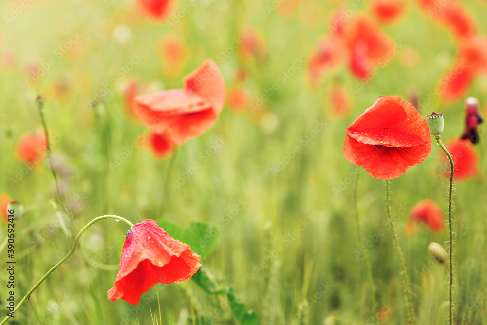 Wild red poppies growing in green field, petals wet from rain Wild red poppies growing in green field, petals wet from rain
