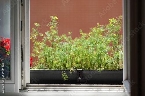 Dill herbs growing in pot on apartment home window