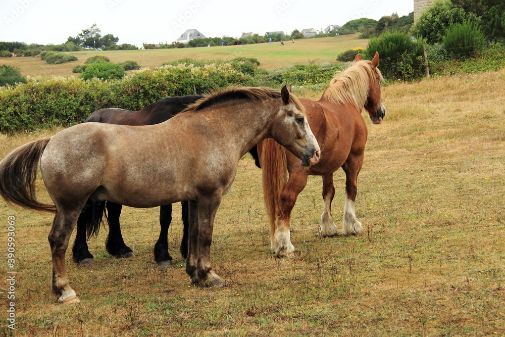 Chevaux