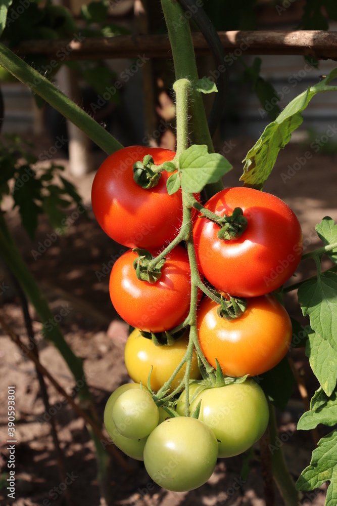 colorful tomatoes in the garden