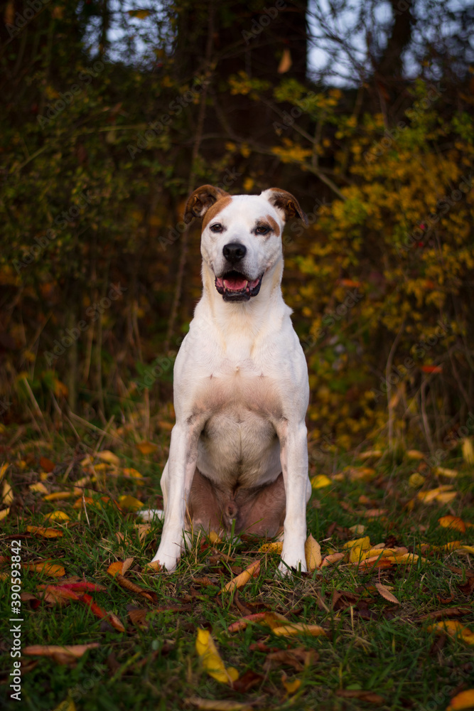 Happy american pitbull terrier dog posing in beautiful colorful autumn nature
Happy american pitbull terrier dog posing in beautiful colorful autumn nature