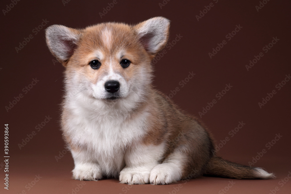 Cute welsh corgi pembroke puppy on brown background