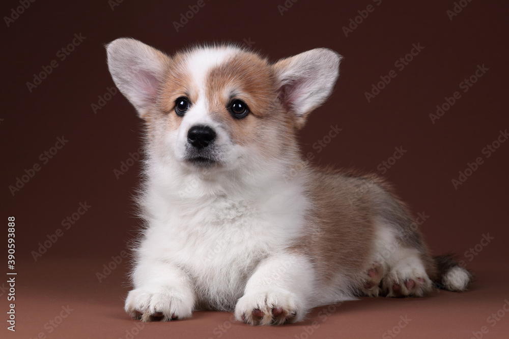Cute welsh corgi pembroke puppy on brown background Cute welsh corgi pembroke puppy on brown background