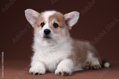 Cute welsh corgi pembroke puppy on brown background