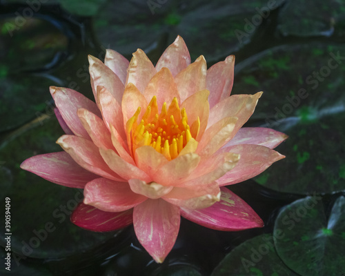 Closeup view of creamy pink orange water lily wanvisa nymphaea flower blooming outdoors on dark natural background