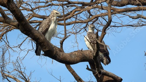 Two African crowned eagles (Stephanoaetus coronatus) perching in a tree photo