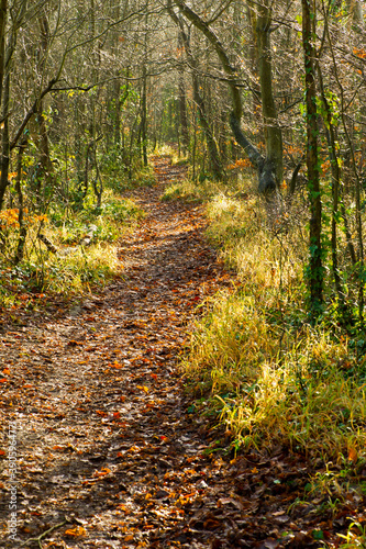 Autumn leaves in Wedmore Woods, Wedmore, Somerset