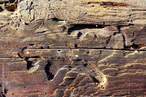 Old wooden texture close up.