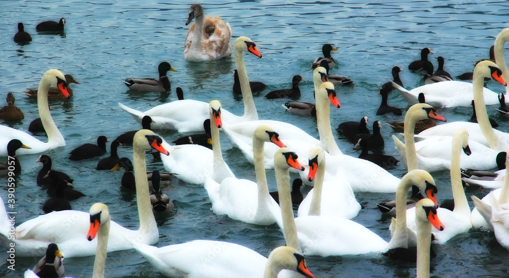 Obraz premium Flock of white swans and black ducks in a wild lake, pond.