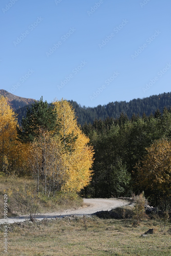 green fir trees in yellow and red colored autumn mountain forest.artvin green fir trees in yellow and red colored autumn mountain forest.artvin