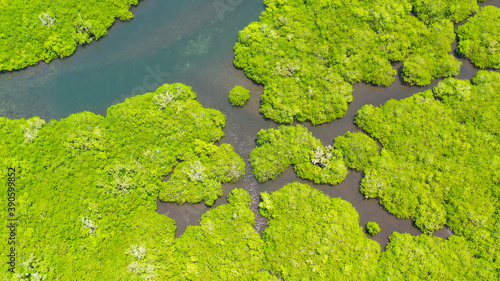 Tropical mangrove green tree forest view from above  trees  river. Mangrove landscape  Ecosystem and healthy environment concept. Bohol Philippines.