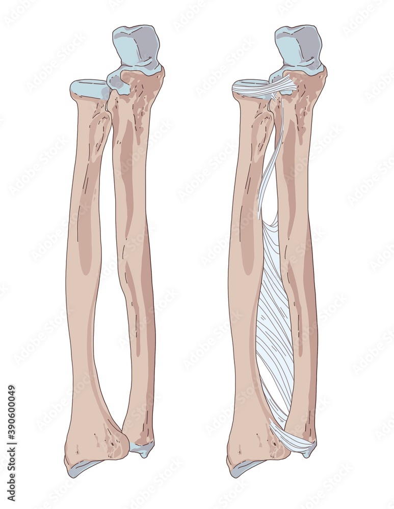 Parallel Medium Bone The ulna is a long bone in the forearm. It lies medially and parallel ...