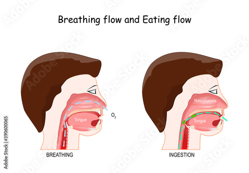 Breathing and Eating process