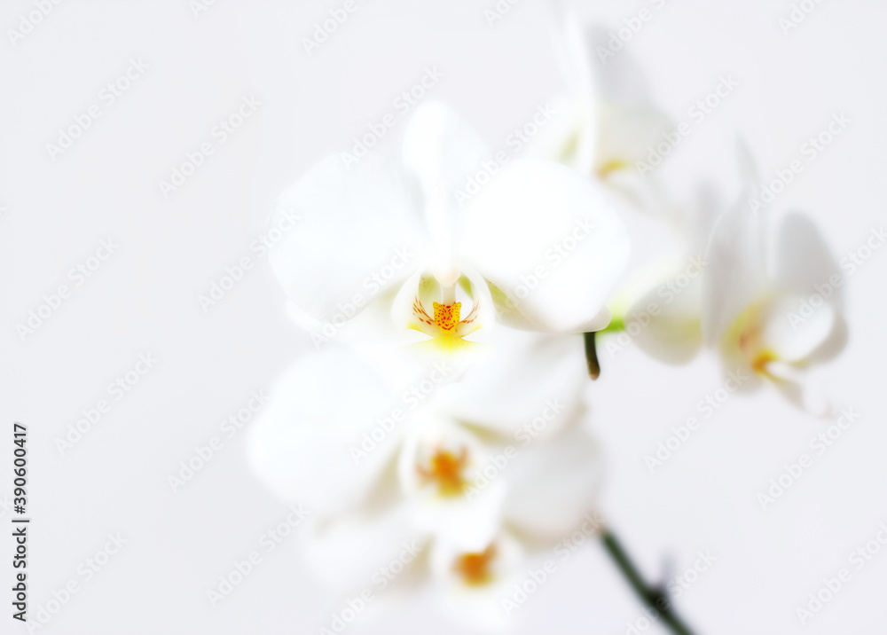 White orchid flower on white background.