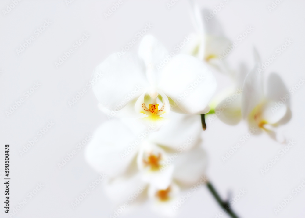 Fototapeta premium White orchid flower on white background.