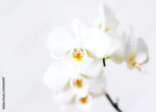 White orchid flower on white background.