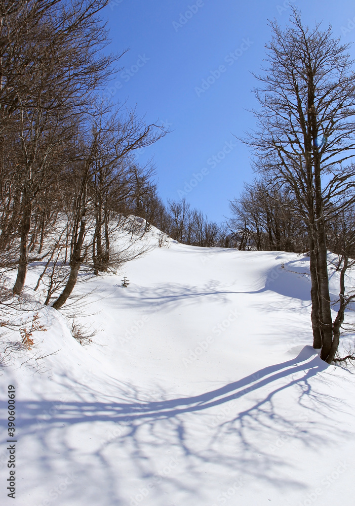 Fototapeta premium Winter day in a cold winter snowy forest.