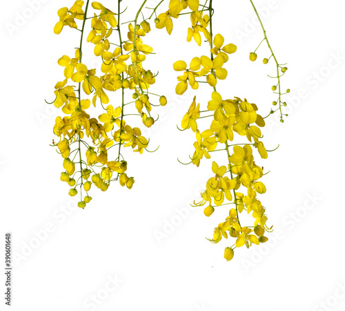 cassia fistula, kanikonna flower used for vishu celebration in kerala state of india photo