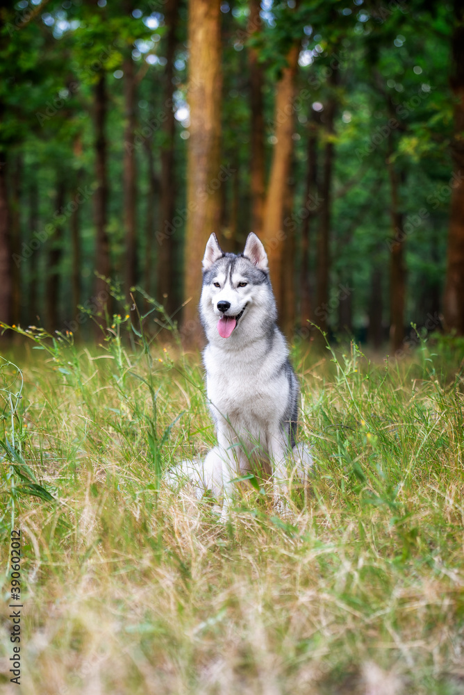 Obraz premium A young Siberian Husky sitting in a green grass in a forest. She has amber eyes, grey and white fur. There are a lot of trees with brown trunks in the background.