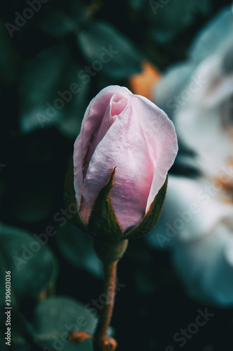 Close-up of a closed pink rose in the wild