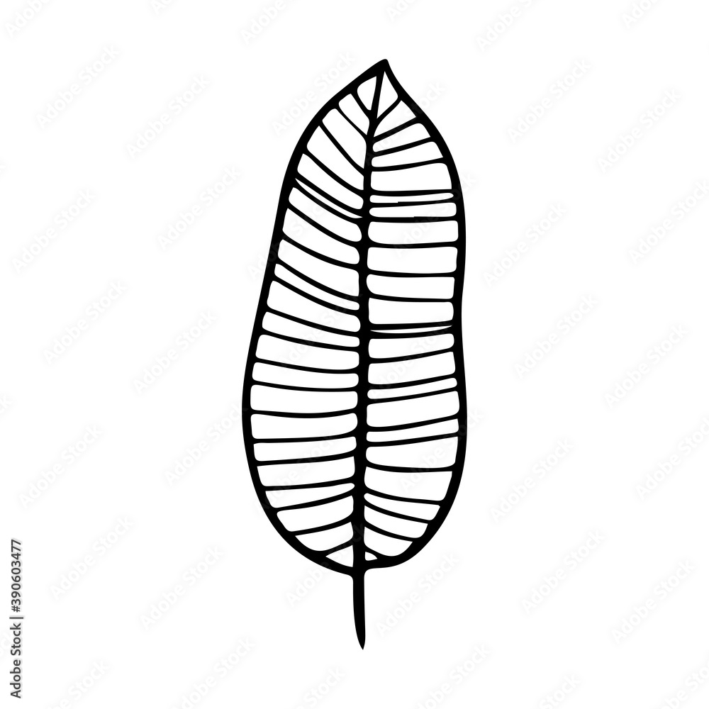 Banana leaves and fruits. Vector illustration Banana leaves and fruits. Vector illustration