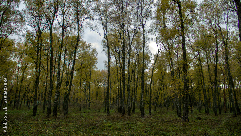 trees in the forest trees in the forest