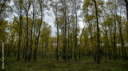 trees in the forest