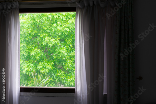 window with drawn curtain with green leaves background