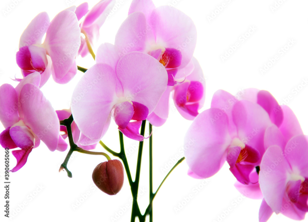 Various orchids near the window. Various orchids near the window.