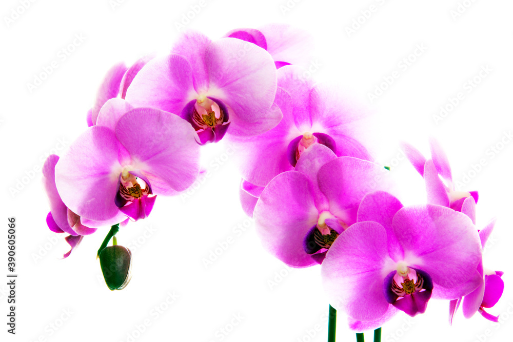 Various orchids near the window. Various orchids near the window.