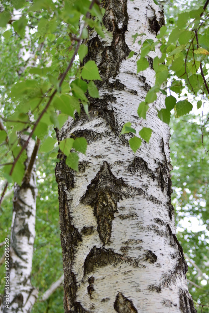 Obraz premium tree trunk with green leaves