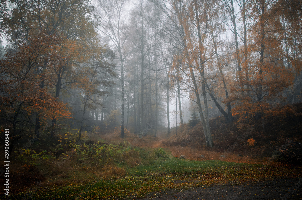 
Morning fog in the autumn forest