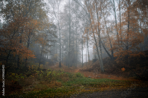  Morning fog in the autumn forest