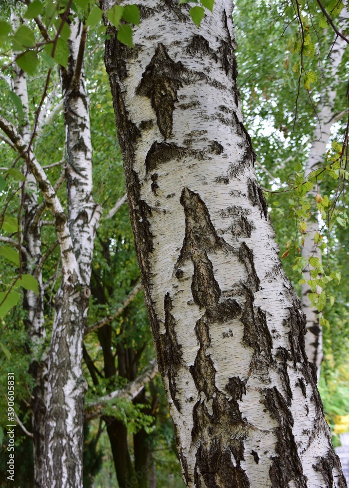 bark of a tree