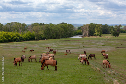 The expanses of Bashkiria. Horses grazing on the plain