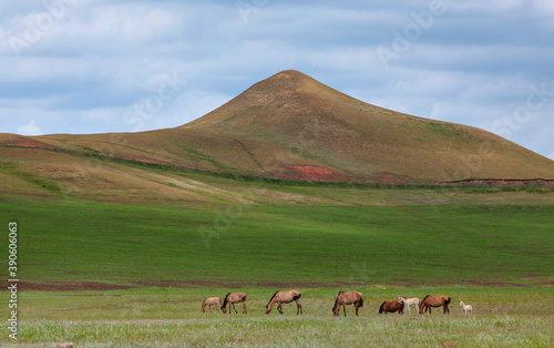 Hills of Bashkiria. Horses grazing on the plain.