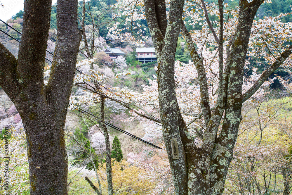 Fototapeta premium 吉野の桜