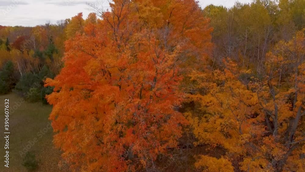 Rising Drone Aerial view of Orange Fall tree. Autumn colored forest mixed tones. Beautiful multi-colored forest in fall. Rising Drone Aerial view of Orange Fall tree. Autumn colored forest mixed tones. Beautiful multi-colored forest in fall.