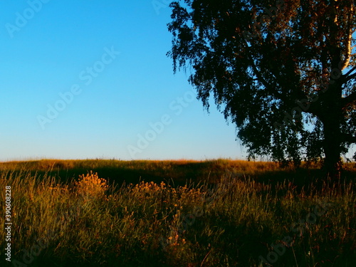 sunset in the forest