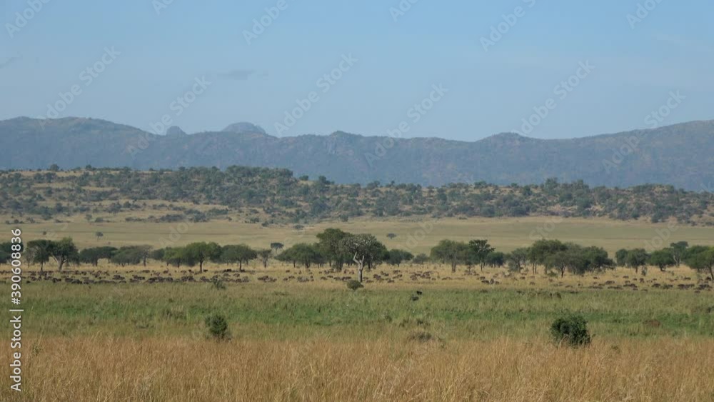 Big African buffalo (Syncerus caffer) herd in the landscape of Kidepo Valley National Park, Uganda Big African buffalo (Syncerus caffer) herd in the landscape of Kidepo Valley National Park, Uganda